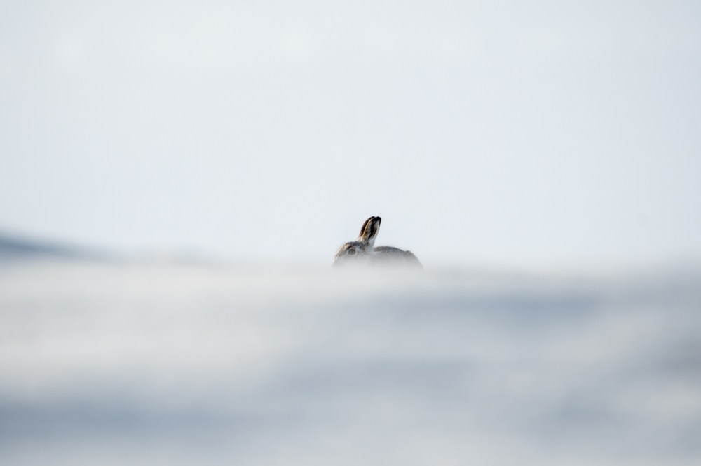 Mountain Hare (Lepus timidus) in the snow in the Scottish Highlands
