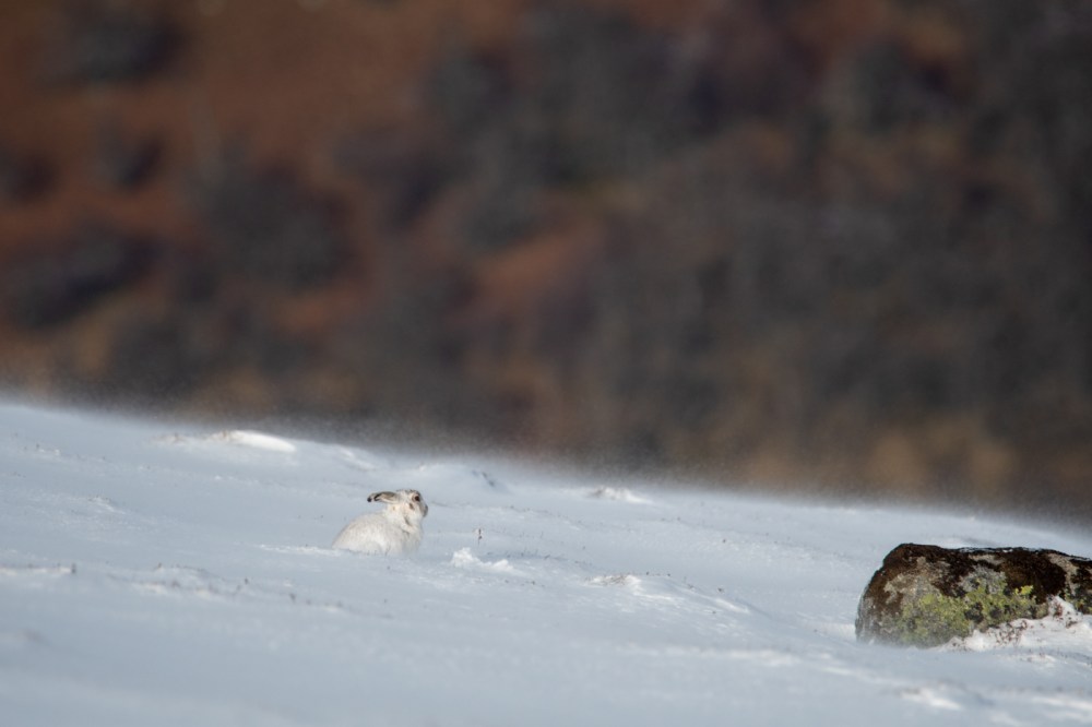 Mountain Hare (Lepus timidus) in the snow in the Scottish Highlands