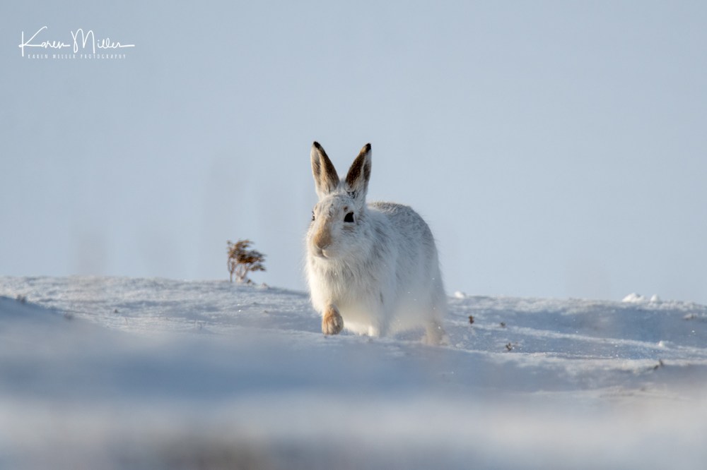 MountainHares_11Feb-8544
