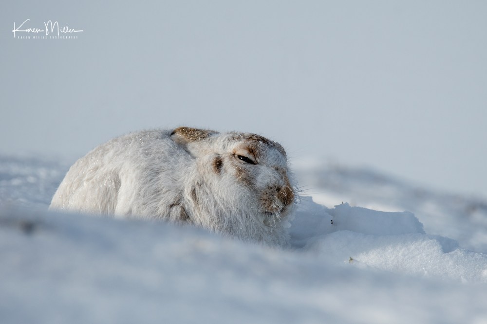 MountainHares_11Feb-8698