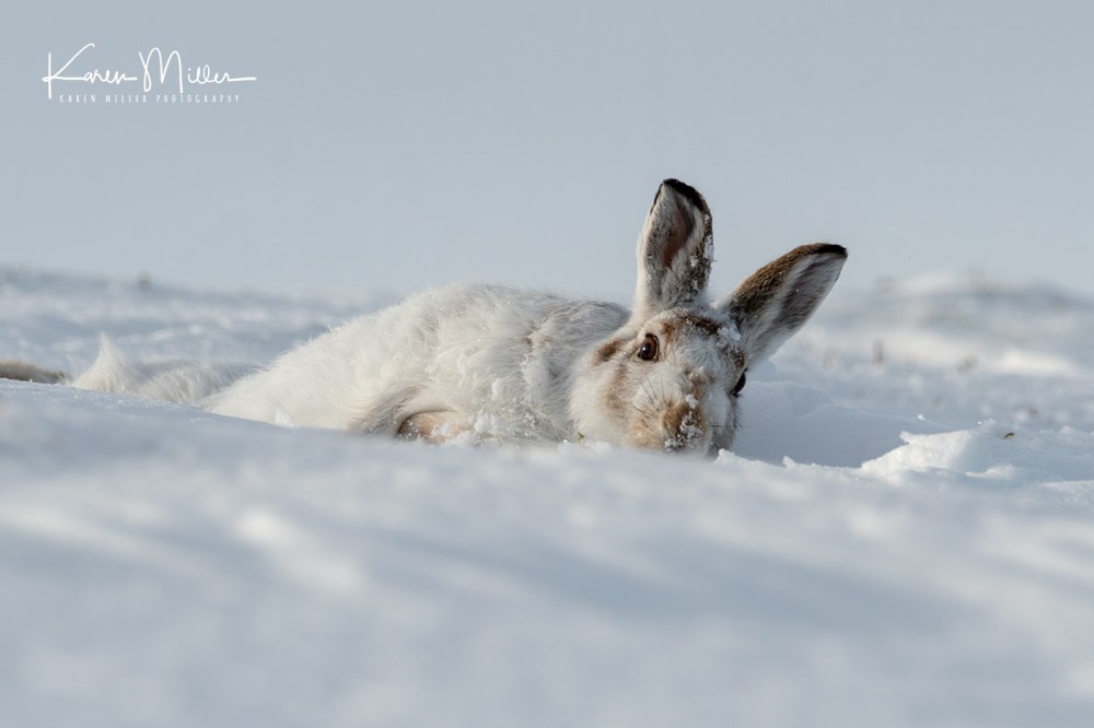 MountainHares_11Feb-8785