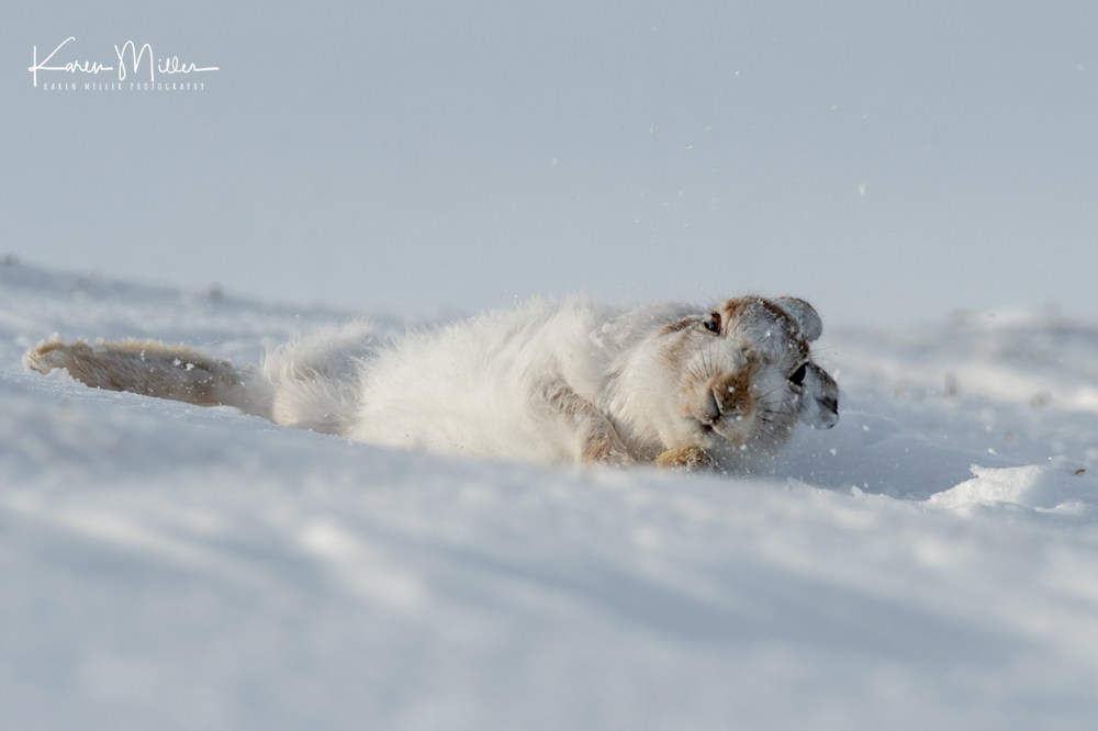 MountainHares_11Feb-8795