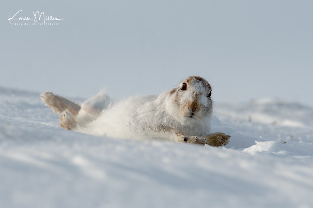 MountainHares_11Feb-8799