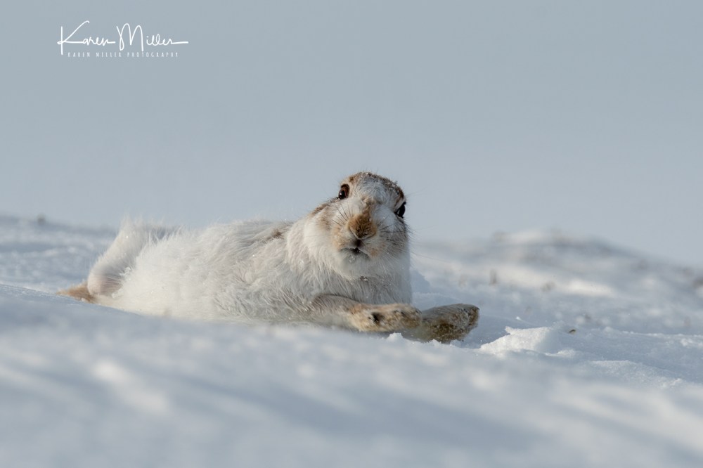 MountainHares_11Feb-8805