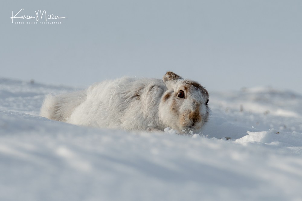 MountainHares_11Feb-8806
