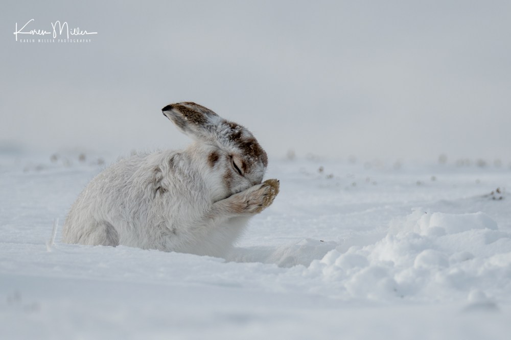 MountainHares_11Feb-8945