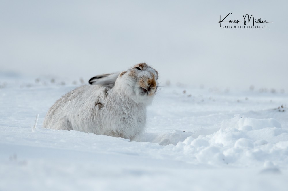 MountainHares_11Feb-8970