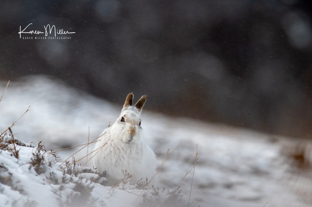 MountainHares_11Feb-9394