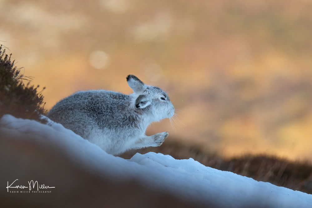 MountainHares_12Feb-9806