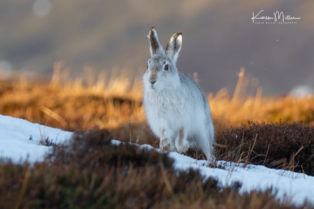 MountainHares_12Feb-9867