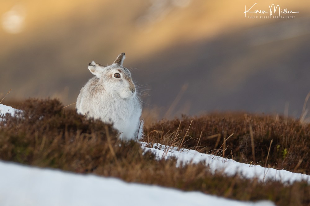 MountainHares_12Feb-9953