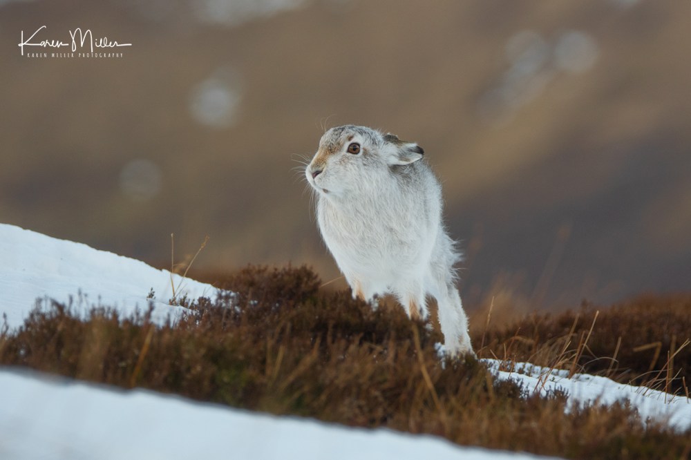 MountainHares_12Feb-9987