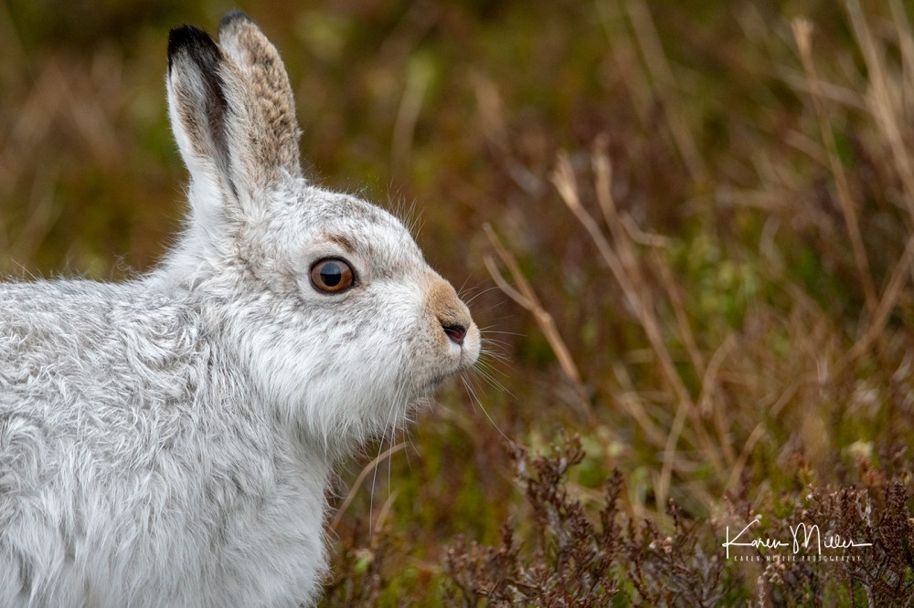 MountainHares_16Feb-1774