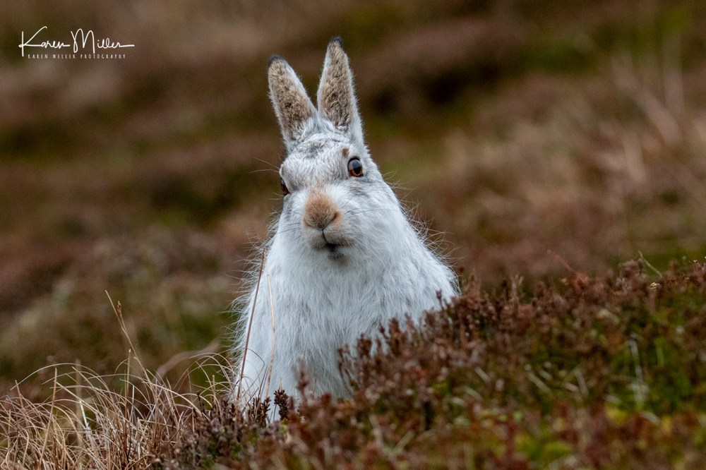MountainHares_16Feb-1948