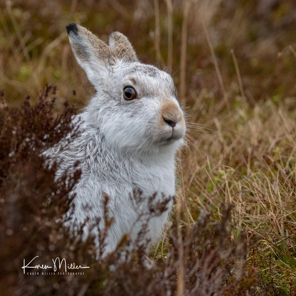 MountainHares_16Feb-2049_sq