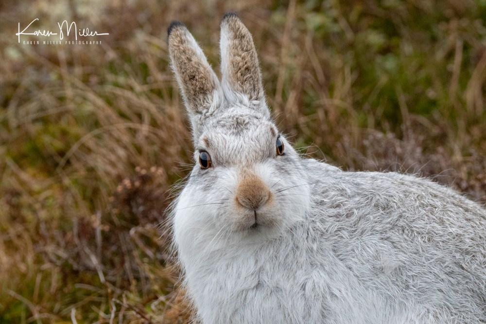 MountainHares_16Feb-2102