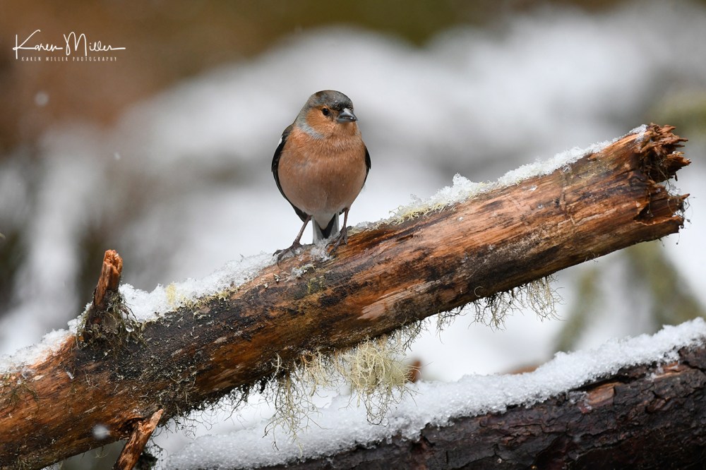 Chaffinch_16Mar-8503