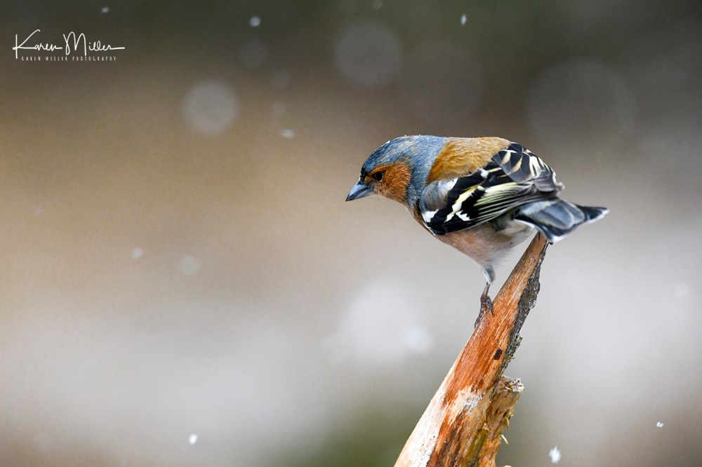 Chaffinch_16Mar-8520