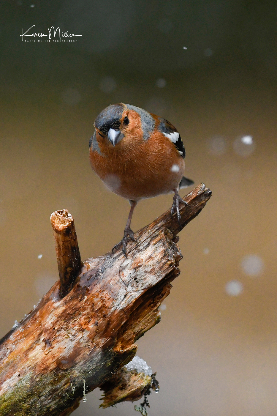 Chaffinch_16Mar-8554