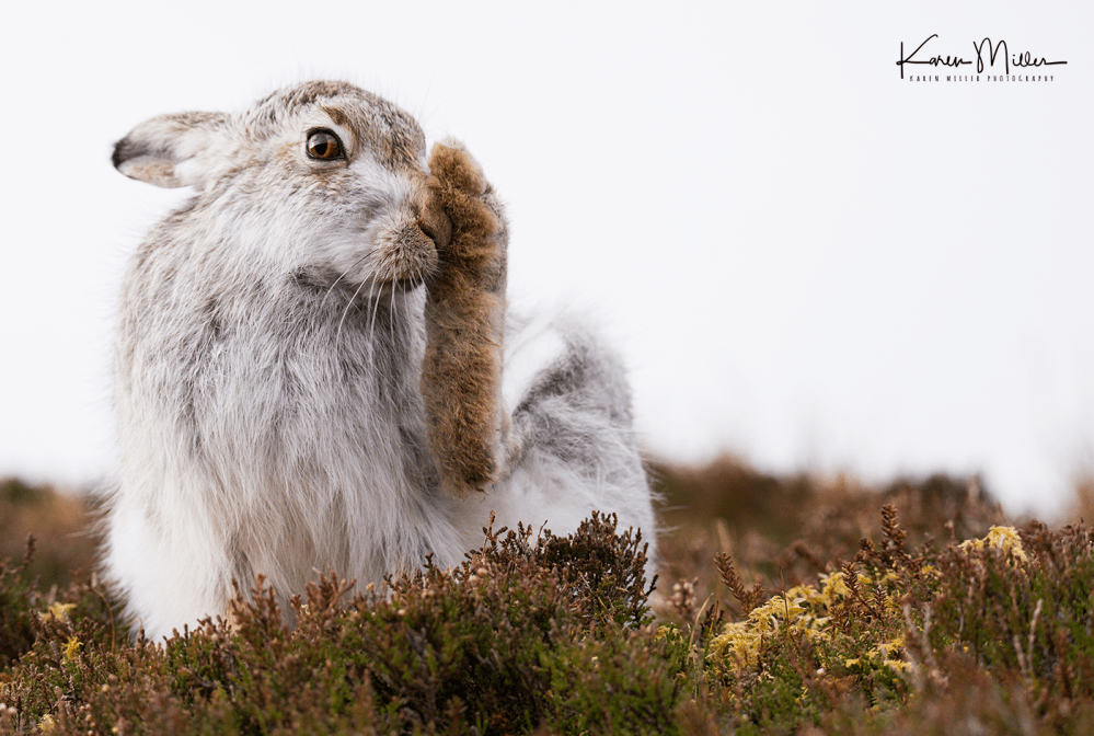 HighlandsMarch2017_mountainhare_png_c-19