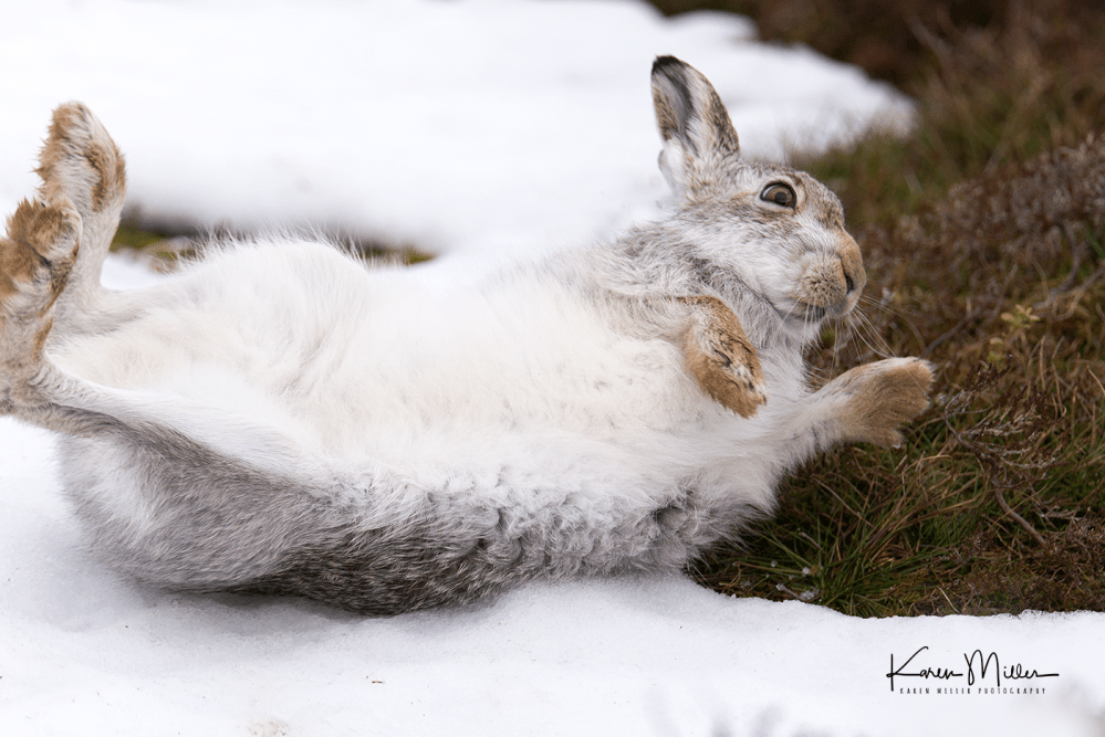 HighlandsMarch2017_mountainhare_png_c-29