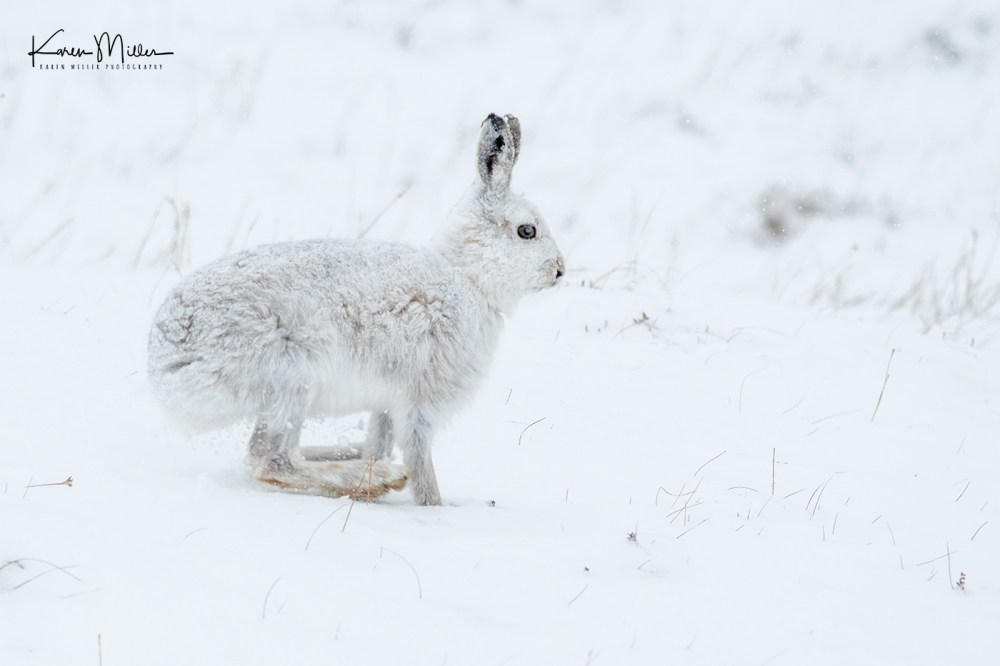 Mountain Hare (Lepus timidus) in the snow in the Scottish Highlands
