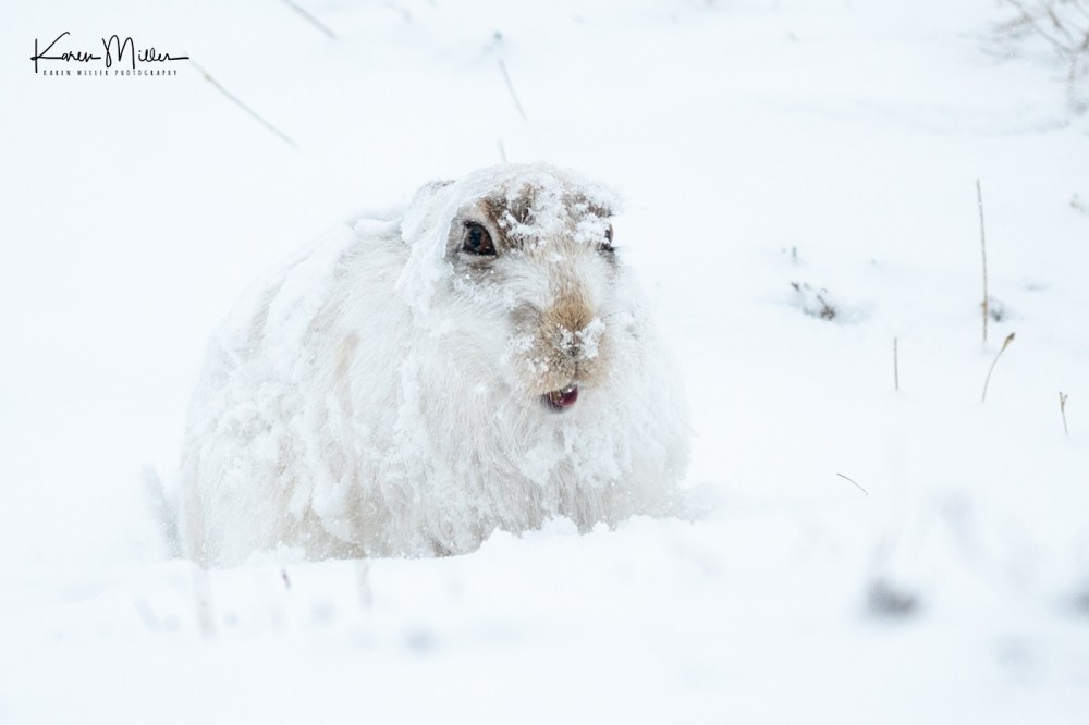 Mountain Hare (Lepus timidus) in the snow in the Scottish Highlands