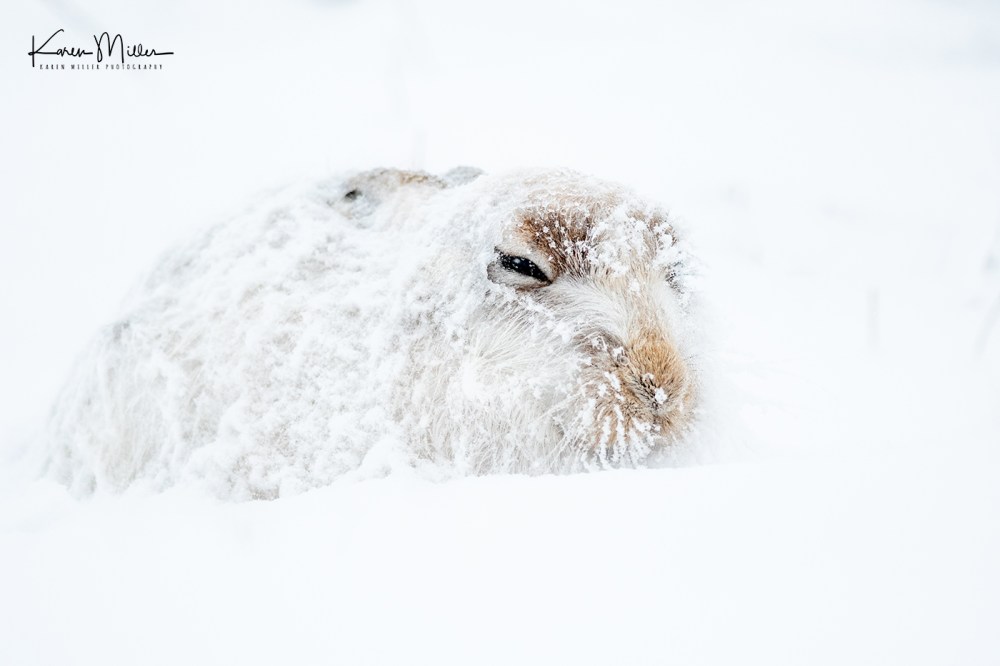 Mountain Hare (Lepus timidus) in the snow in the Scottish Highlands