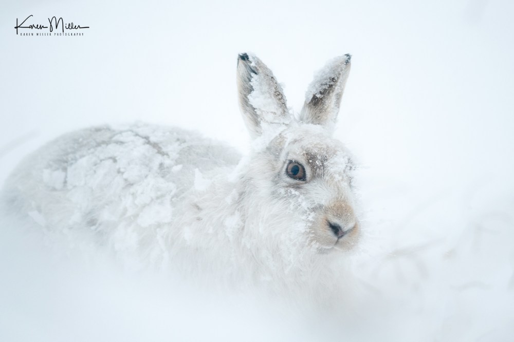 Mountain Hare (Lepus timidus) in the snow in the Scottish Highlands
