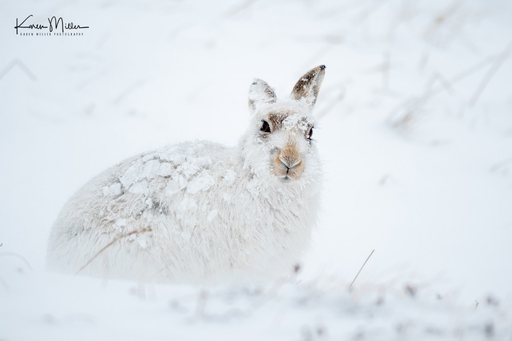 Mountain Hare (Lepus timidus) in the snow in the Scottish Highlands