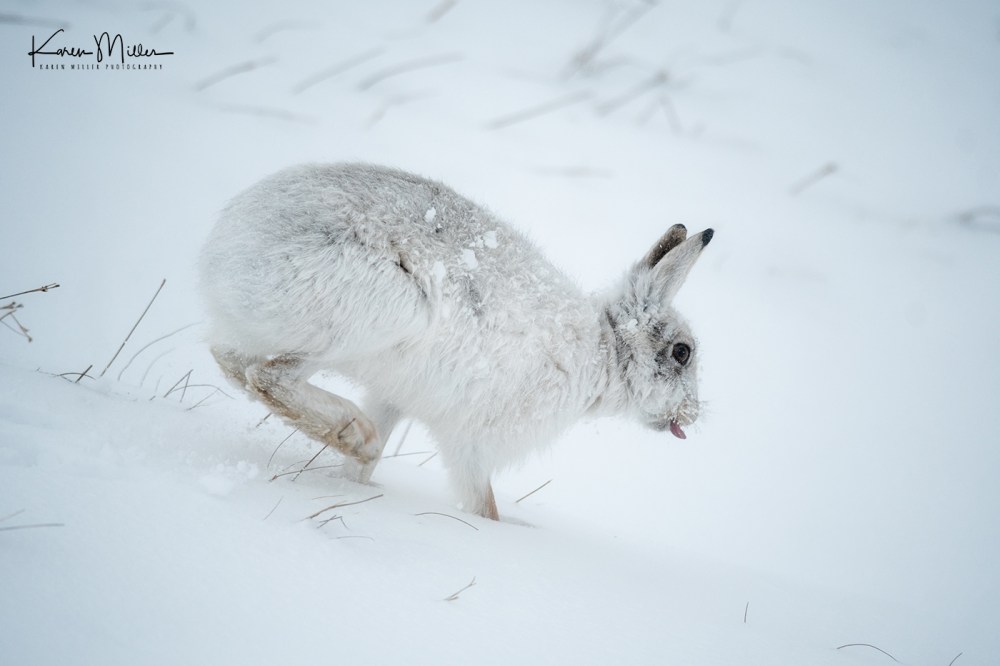 Mountain Hare (Lepus timidus) in the snow in the Scottish Highlands