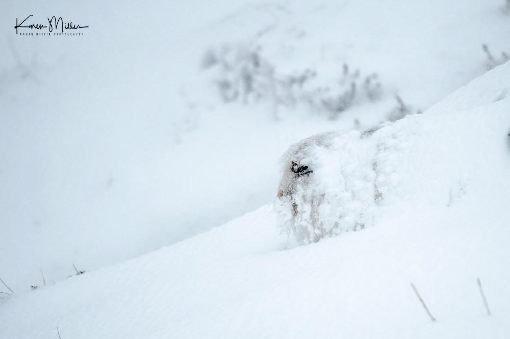 Mountain Hare (Lepus timidus) in the snow in the Scottish Highlands