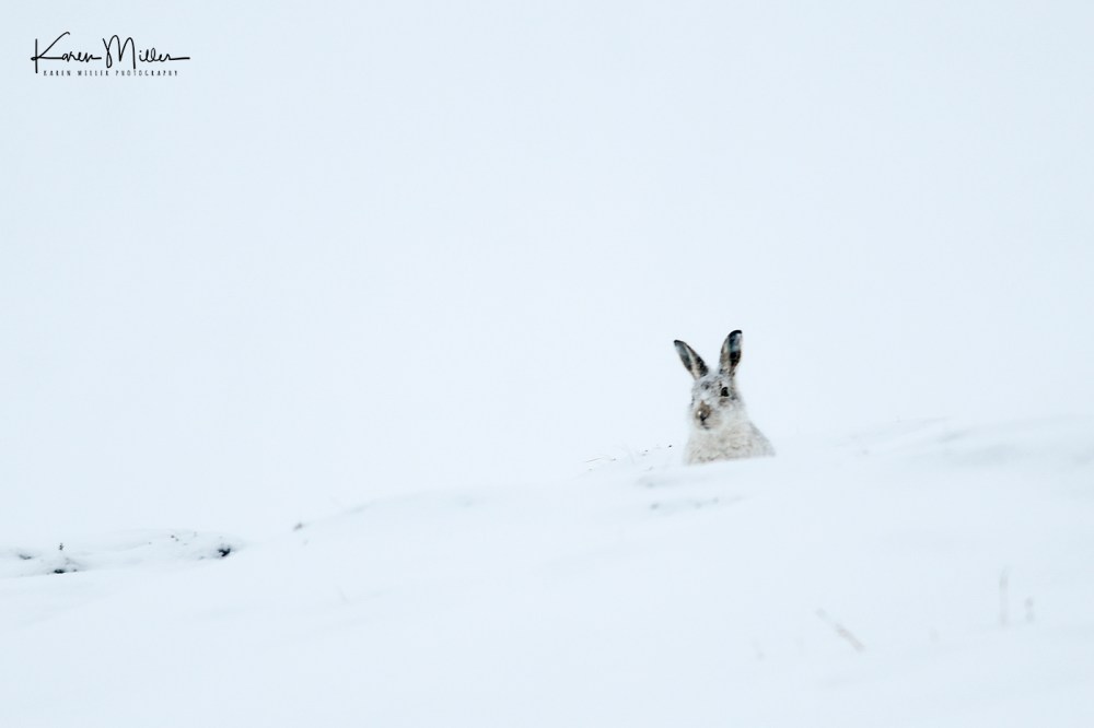 Mountain Hare (lepus timidus)