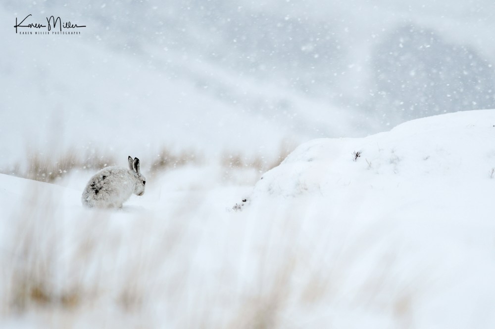 Mountain Hare (lepus timidus)