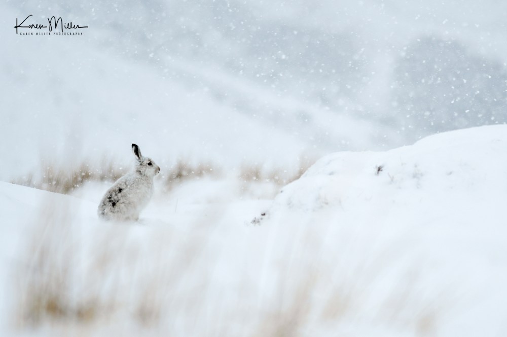 Mountain Hare (lepus timidus)