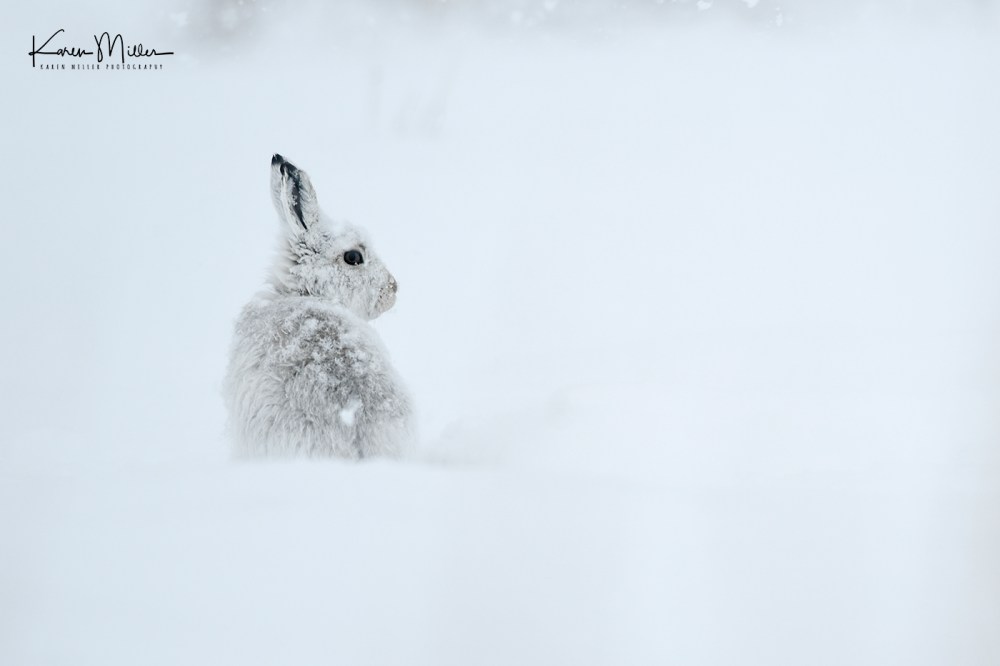 Mountain Hare (lepus timidus)