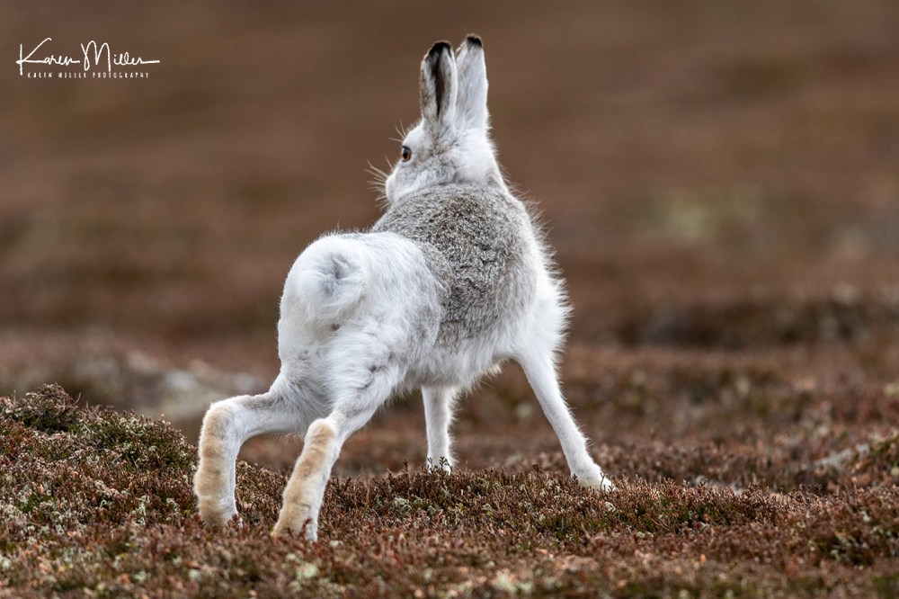Mountain Hare (Lepus timidus) in the snow in the Scottish Highlands