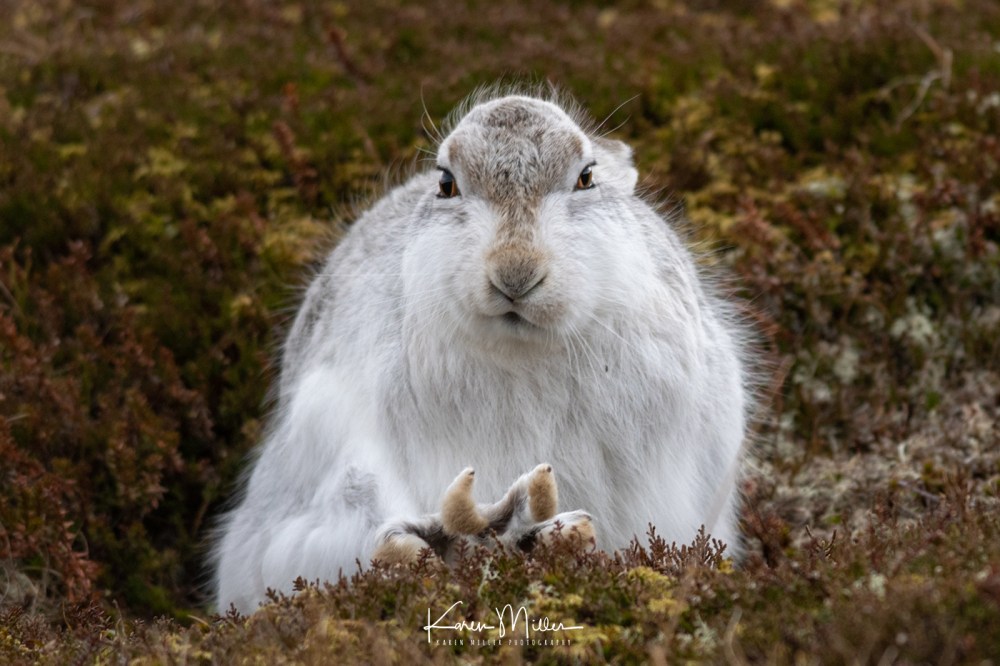 Mountain Hare (Lepus timidus) in the snow in the Scottish Highlands