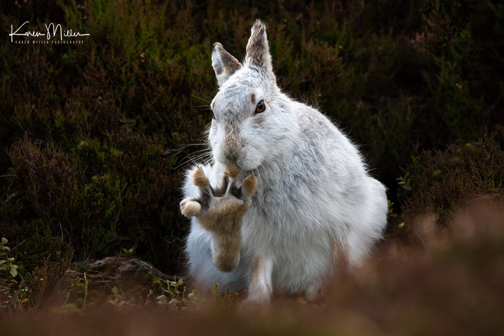 Mountain Hare (Lepus timidus) in the snow in the Scottish Highlands