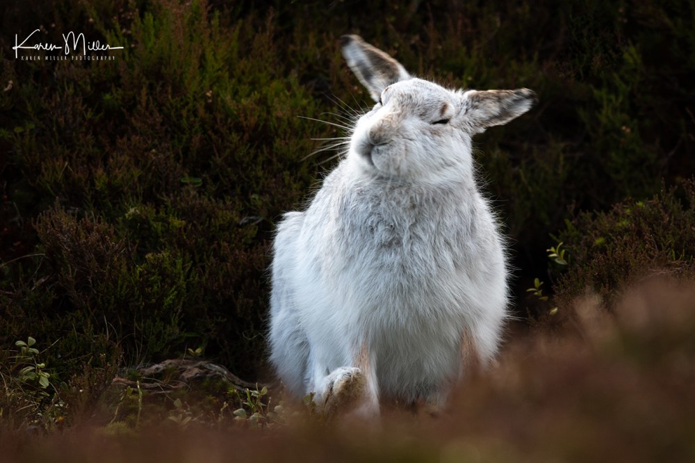 Mountain Hare (Lepus timidus) in the snow in the Scottish Highlands