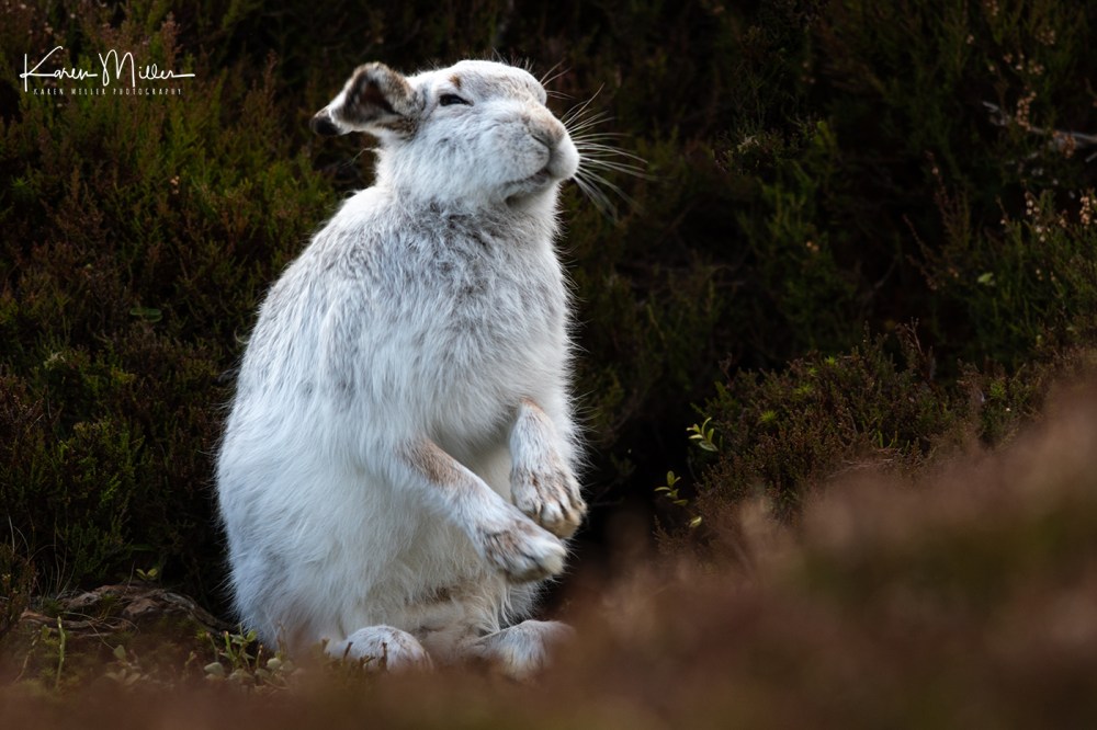 Mountain Hare (Lepus timidus) in the snow in the Scottish Highlands