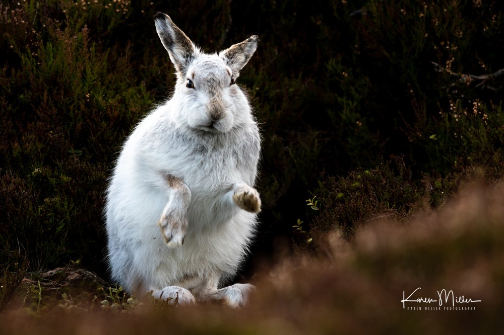 Mountain Hare (Lepus timidus) in the snow in the Scottish Highlands