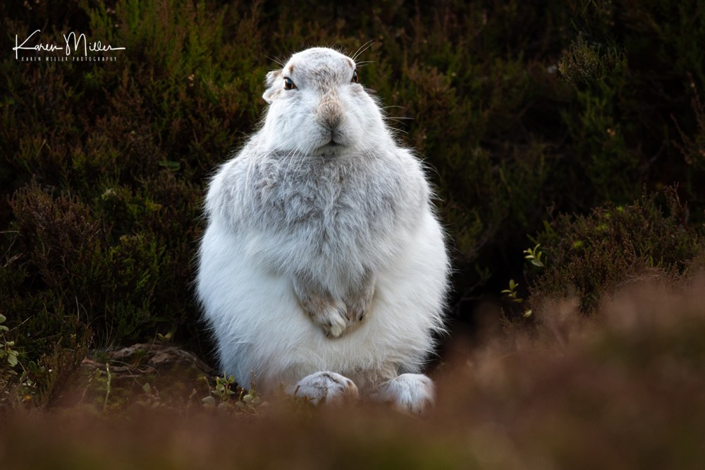 Mountain Hare (Lepus timidus) in the snow in the Scottish Highlands
