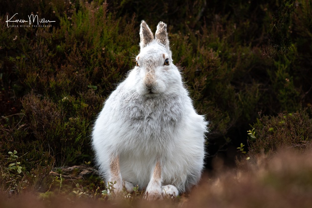 Mountain Hare (Lepus timidus) in the snow in the Scottish Highlands