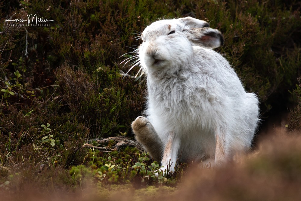 Mountain Hare (Lepus timidus) in the snow in the Scottish Highlands