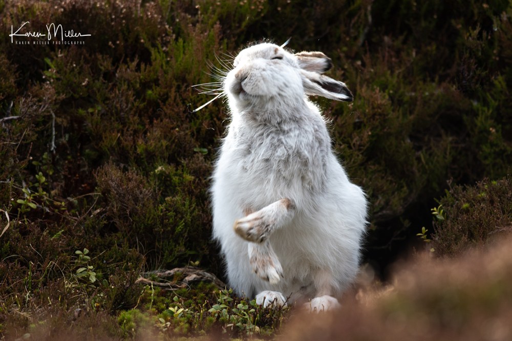 Mountain Hare (Lepus timidus) in the snow in the Scottish Highlands