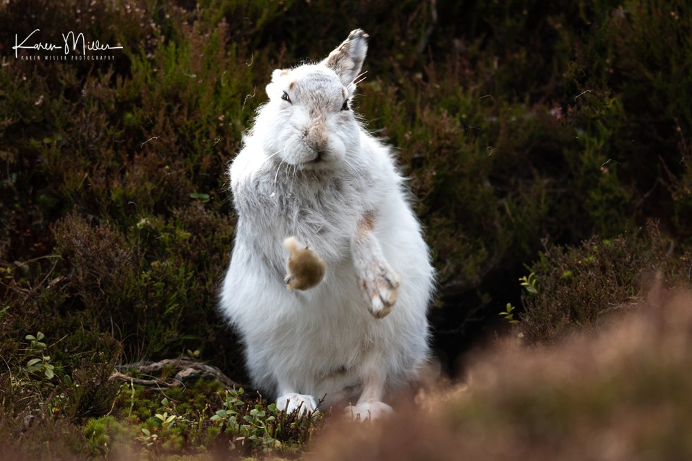 Mountain Hare (Lepus timidus) in the snow in the Scottish Highlands