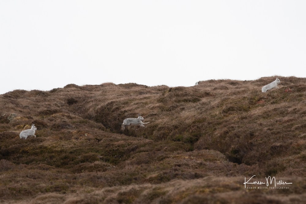 Mountain Hare (Lepus timidus) in the snow in the Scottish Highlands