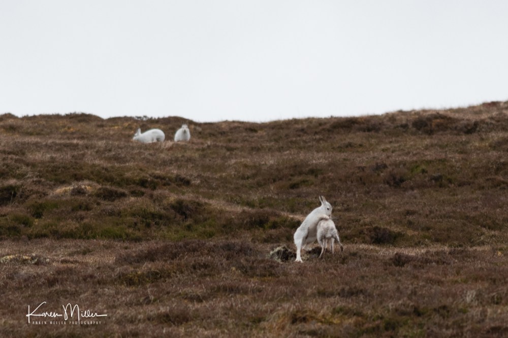 Mountain Hare (Lepus timidus) in the snow in the Scottish Highlands