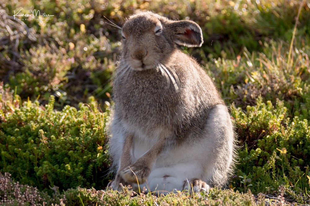 Mountain Hare (Lepus Timidus)